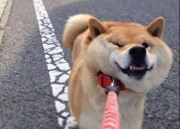 踮脚跑表情包,揭秘踮脚跑表情包的魅力