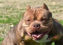 娱乐吃瓜君奶狗,娱乐吃瓜君的甜蜜瓜田之旅